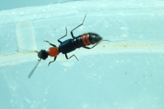 Paederus cruenticollis