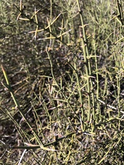 Adolphia californica