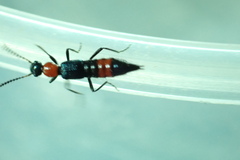 Paederus cruenticollis
