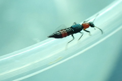 Paederus cruenticollis