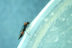 Paederus cruenticollis