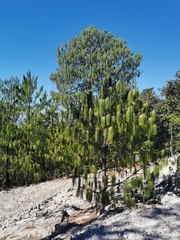 Pinus lumholtzii