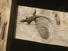 Phoenicolacerta troodica