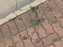 Eragrostis barrelieri