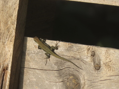 Phoenicolacerta troodica