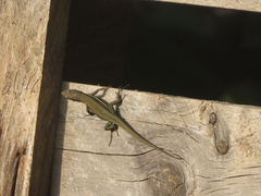 Phoenicolacerta troodica