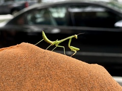 Stagmomantis carolina