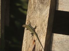 Phoenicolacerta troodica