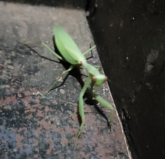 Hierodula tenuidentata