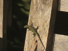Phoenicolacerta troodica