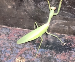 Hierodula tenuidentata