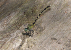 Hemigomphus comitatus