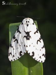Aemene taprobanis