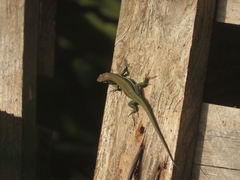 Phoenicolacerta troodica