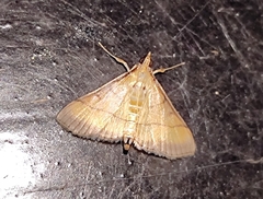 Cnaphalocrocis medinalis