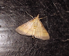 Cnaphalocrocis medinalis