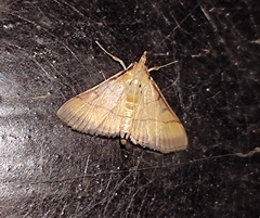 Cnaphalocrocis medinalis