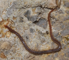 Dignathodon microcephalus