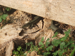 Phoenicolacerta troodica