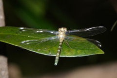 Hemigomphus comitatus