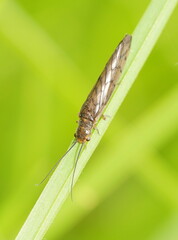 Stenosialis australiensis