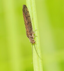 Stenosialis australiensis