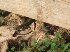 Phoenicolacerta troodica