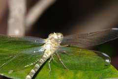Hemigomphus comitatus