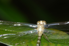 Hemigomphus comitatus