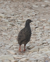 Pternistis afer castaneiventer