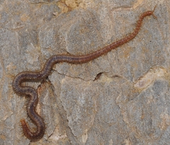 Dignathodon microcephalus