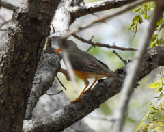 Turdus libonyana