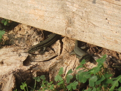 Phoenicolacerta troodica