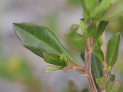 Hibbertia cuneiformis
