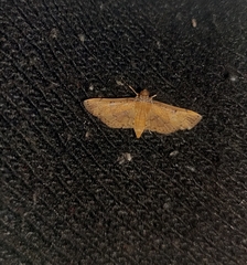 Nacoleia