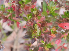 Hibbertia cuneiformis