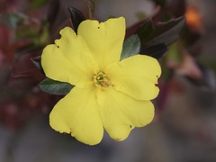 Hibbertia cuneiformis