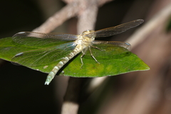 Hemigomphus comitatus