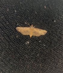 Nacoleia