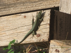 Phoenicolacerta troodica