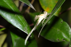 Hemigomphus comitatus