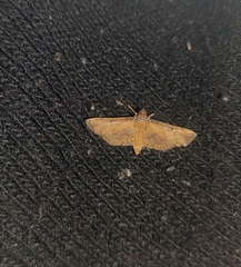 Nacoleia