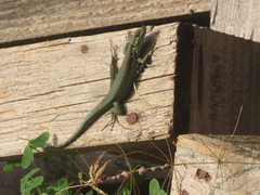 Phoenicolacerta troodica