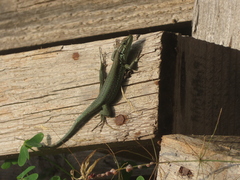 Phoenicolacerta troodica