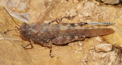Sphingonotus