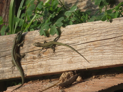Phoenicolacerta troodica