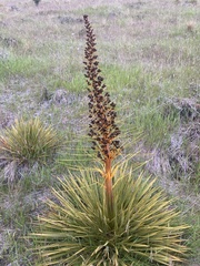 Aciphylla aurea