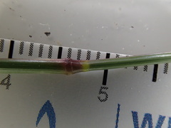 Eragrostis barrelieri