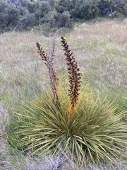 Aciphylla aurea