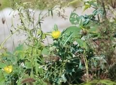 Argemone mexicana